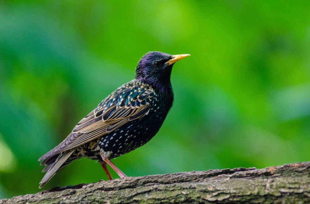 Sığırcık ya da Bayağı Sığırcık, Sturnus Vulgaris.
