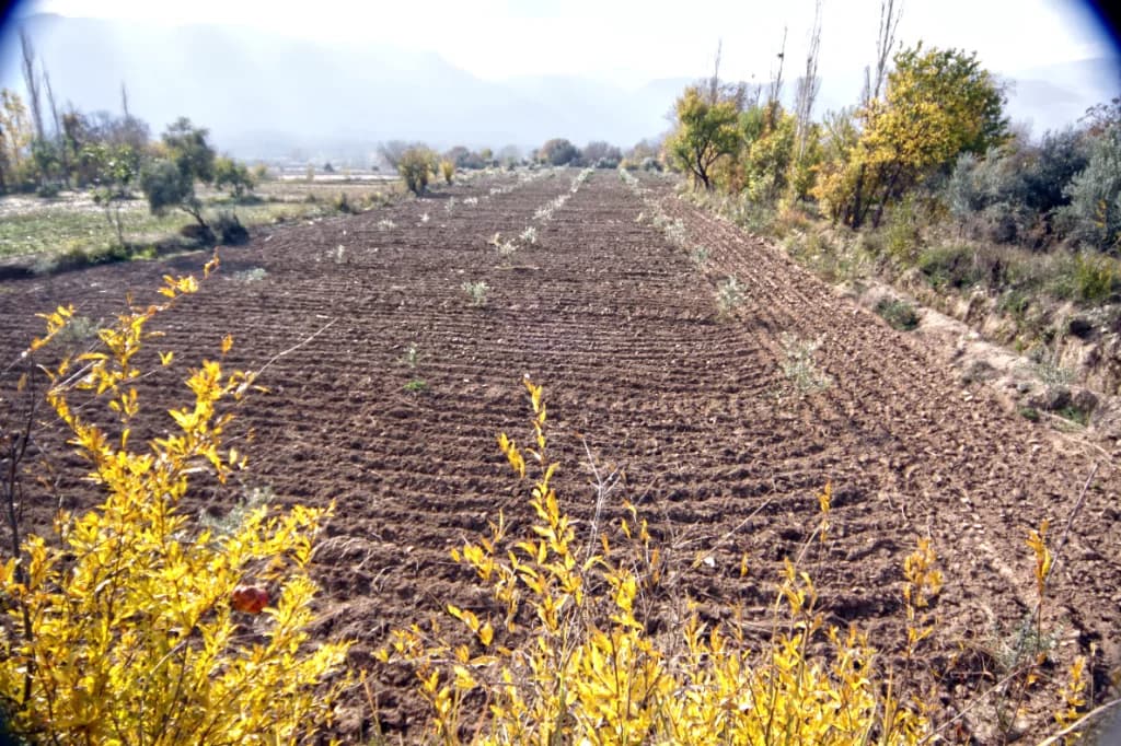 MustaBey Çiftliği'ne 2007 yılında dikilen zeytin fideleri
