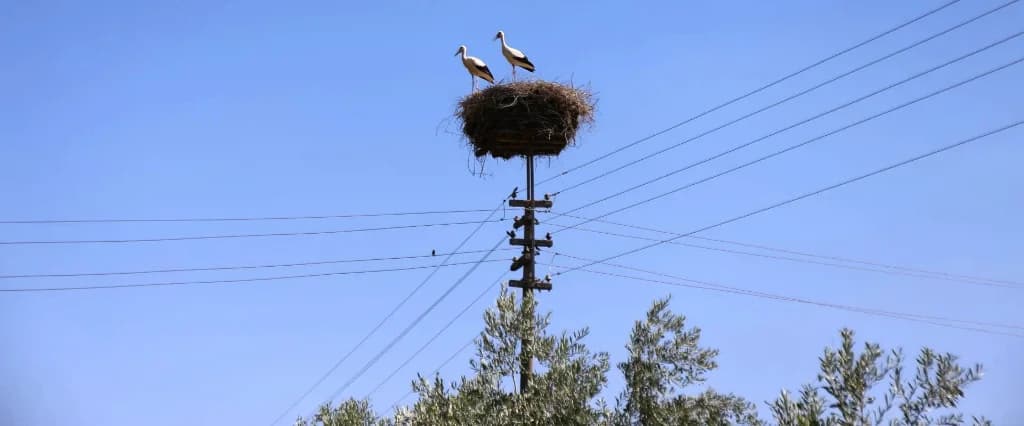Bozdoğan'daki leylekler