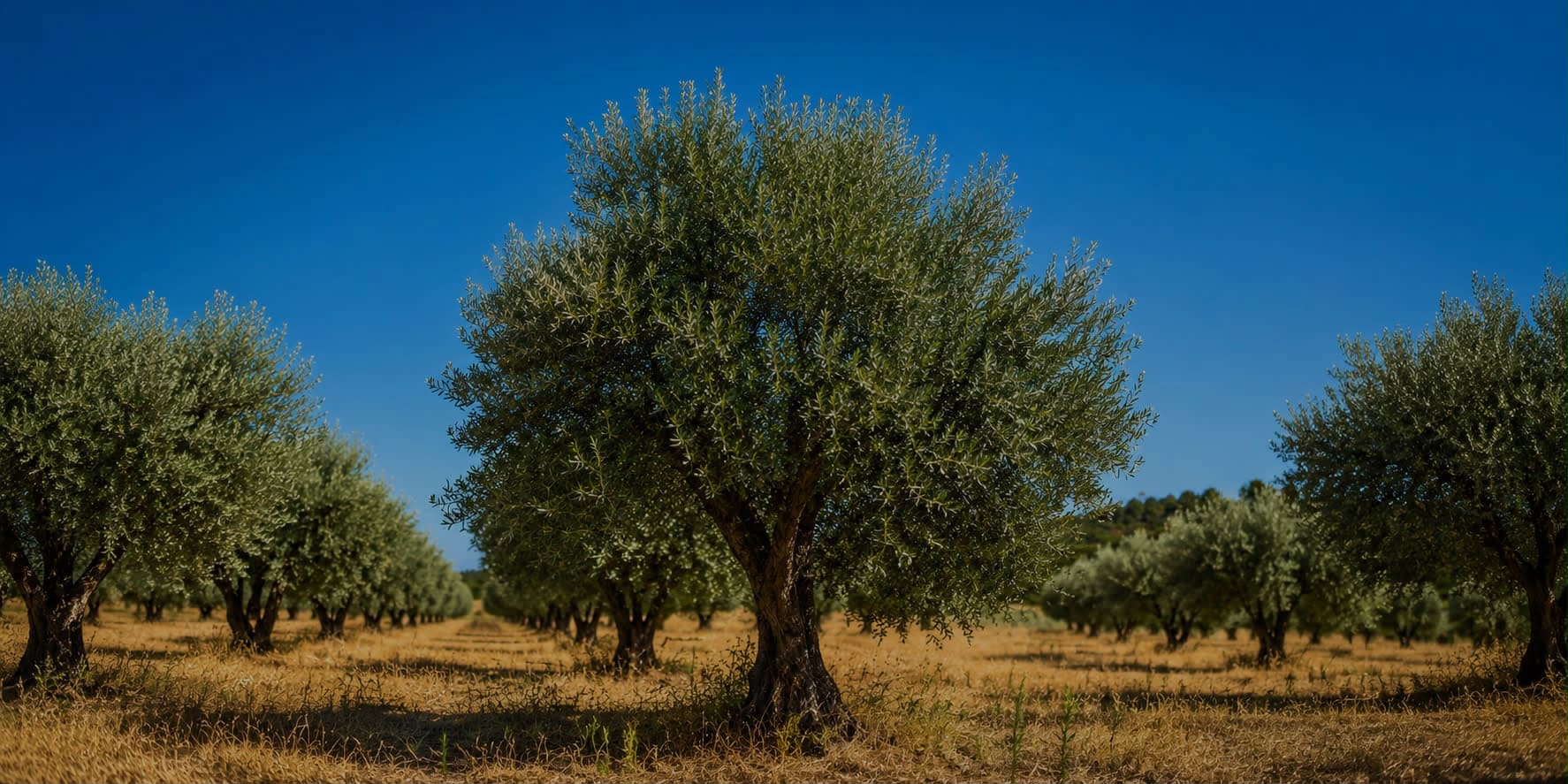 Bahçedeki yaşlı zeytin ağacı